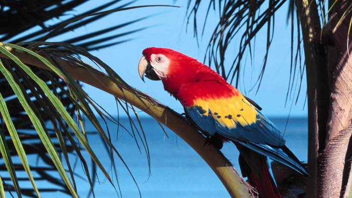 Colorful Bird Sitting On A Tree